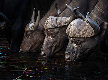 Motswari Game Lodge: Drei Büffel