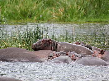 Murchison Falls National Park: Nilpferde Murchison Falls National Park: Nilpferde