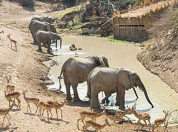 Mwamba Bush Camp: Fotohide direkt am Wasser Mwamba Bush Camp: Fotohide direkt am Wasser