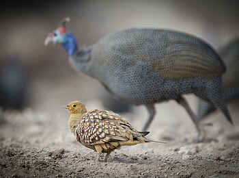 Onguma Camp Kala: Perlhuhn