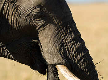 Sayari Camp: Elefantenporträt