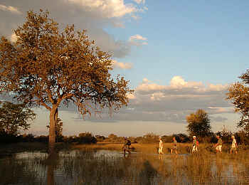 Selinda Canoe Trail: Buschwanderung