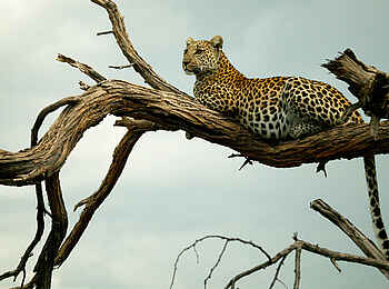 Selinda Explorers Camp: Leopard