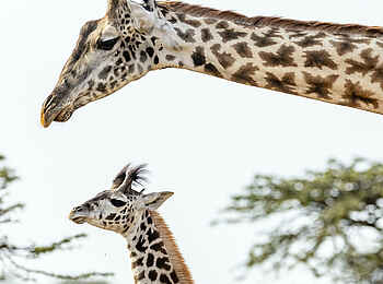 Serian's Kimya Kimya: Giraffe mit Jungtier Serian's Kimya Kimya: Giraffe mit Jungtier