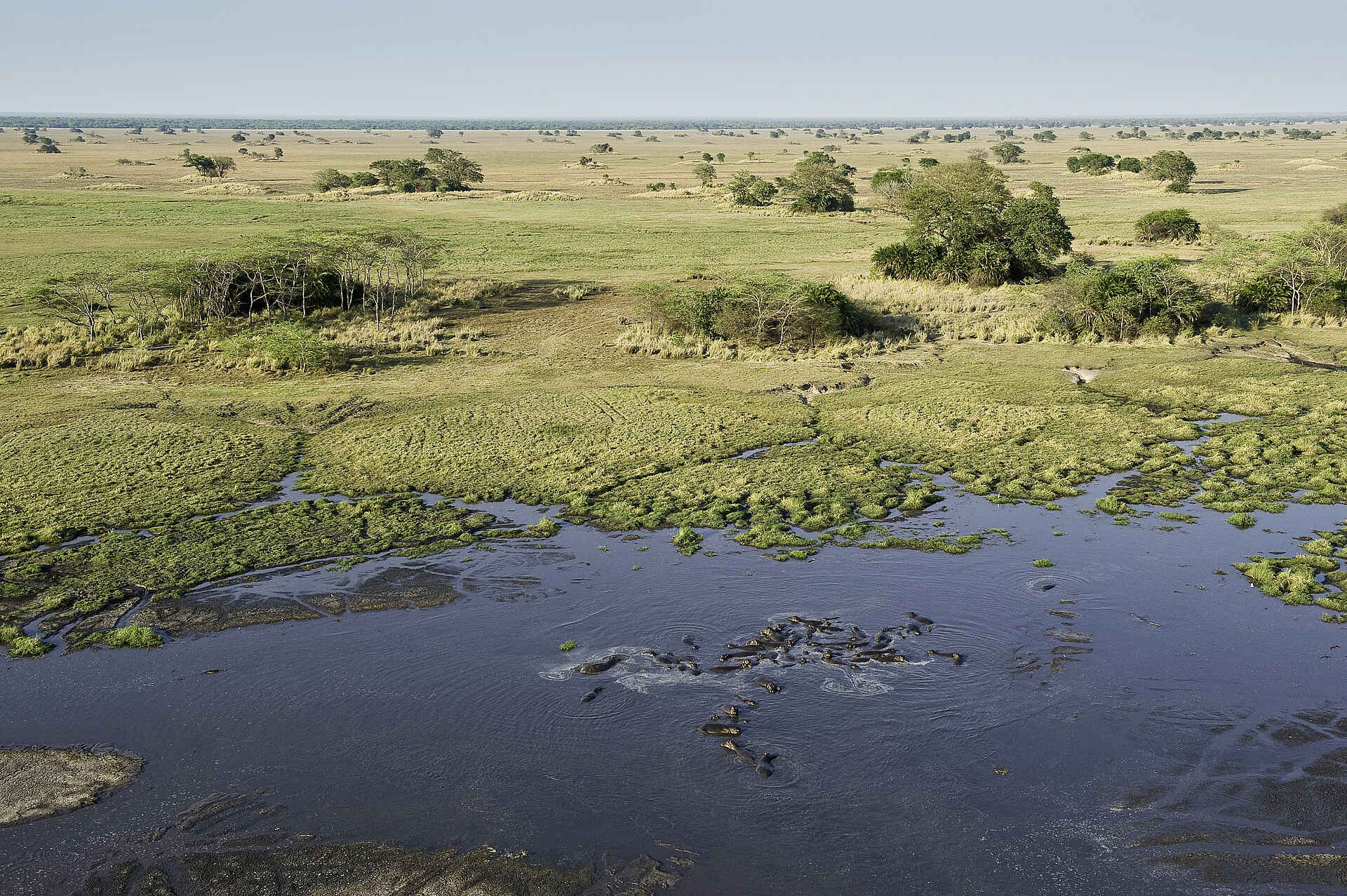 Aerials Busanga, Busanga Plains, Kafue National Park, Schwemmebenen, Antilope, Antilopen, Busanga-Ebenen, Busch, Fauna, Flood Plains, Heißluftballon, Kafue Nationalpark, Pirschfahrt, Pukus, Safari, Shumba Camp, Wilderness Safaris, Ballon, Ballonsafari, Flug, Abend, Abendstimmung, Atmosphäre, Lichter, Lodge, Romantik, Stimmung
