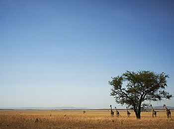Singita Faru Faru Lodge: Giraffen der Serengeti