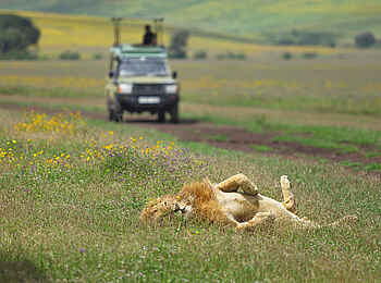 The Highlands Camp: Löwe