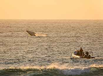 Thonga Beach Lodge: Walbeobachtung mit dem Boot Thonga Beach Lodge: Walbeobachtung mit dem Boot