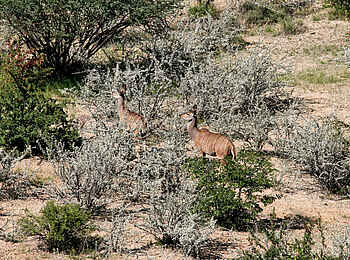 Vingerklip Lodge: Kudus im Busch