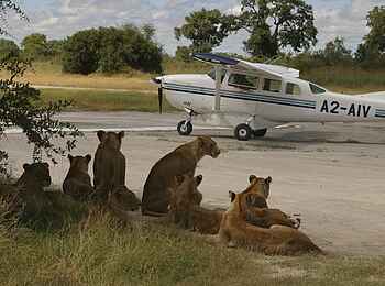Vumbura Plains Camp: Löwen warten auf ihren Flug