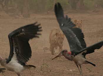 Chitake Tented Camp: Löwen gegen Marabus