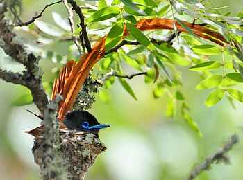 Frog and Fern Cottages: Paradise Flycatcher - Männlich Frog and Fern Cottages: Paradise Flycatcher - Männlich