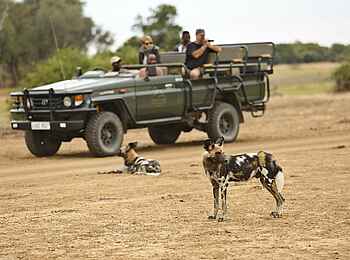 Lion Camp: Wildhunde