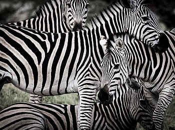 Mombo Camp: Zebraherde Mombo Camp: Zebraherde