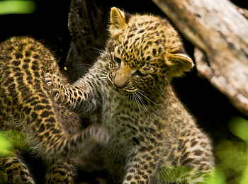 Selinda Camp: Leopardenjunges