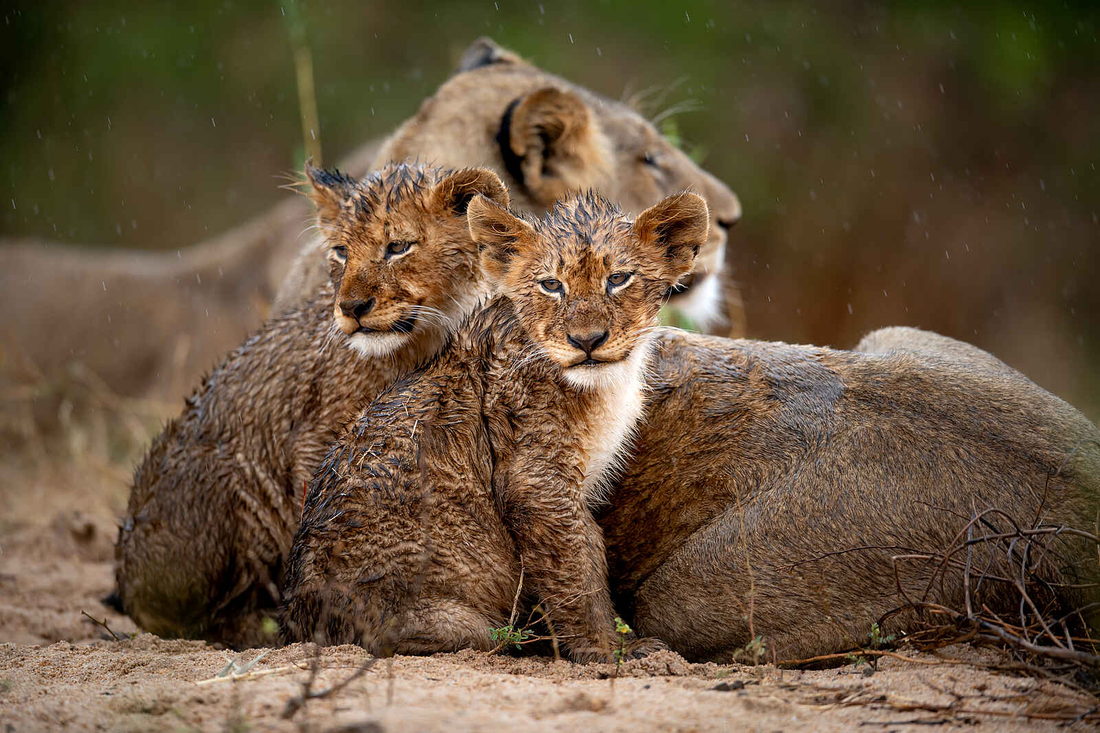 Singita Ebony Lodge: Gebadete Löwen Singita Ebony Lodge: Gebadete Löwen