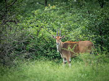 Singita Pamushana Lodge: Elenantilope