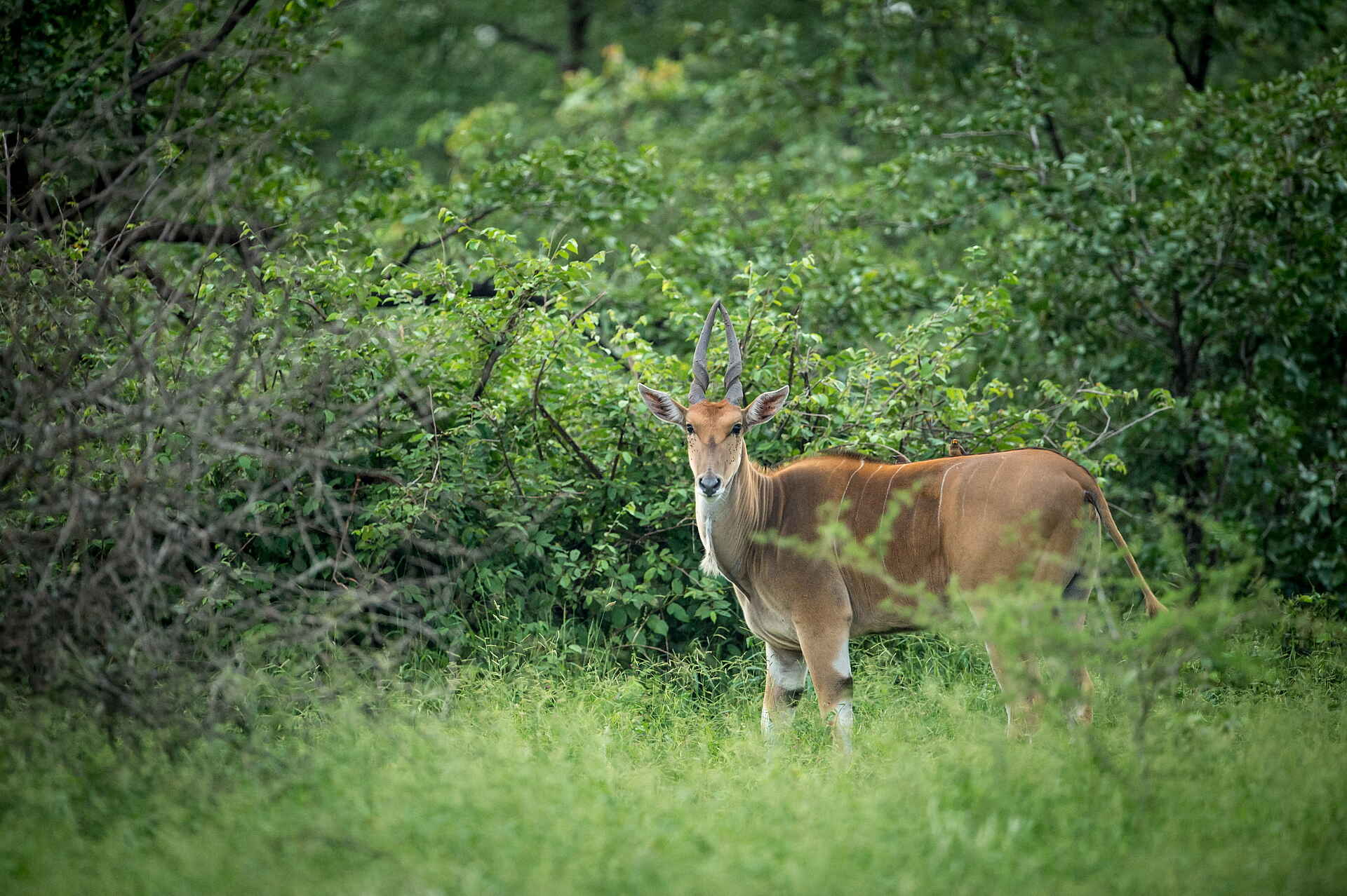 Singita Pamushana Lodge: Elenantilope