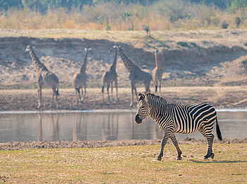 Time + Tide Mchenja: Zebra und Giraffen am Wasser