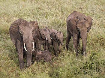 Wilderness Mara Camp: Elefantenfamilie