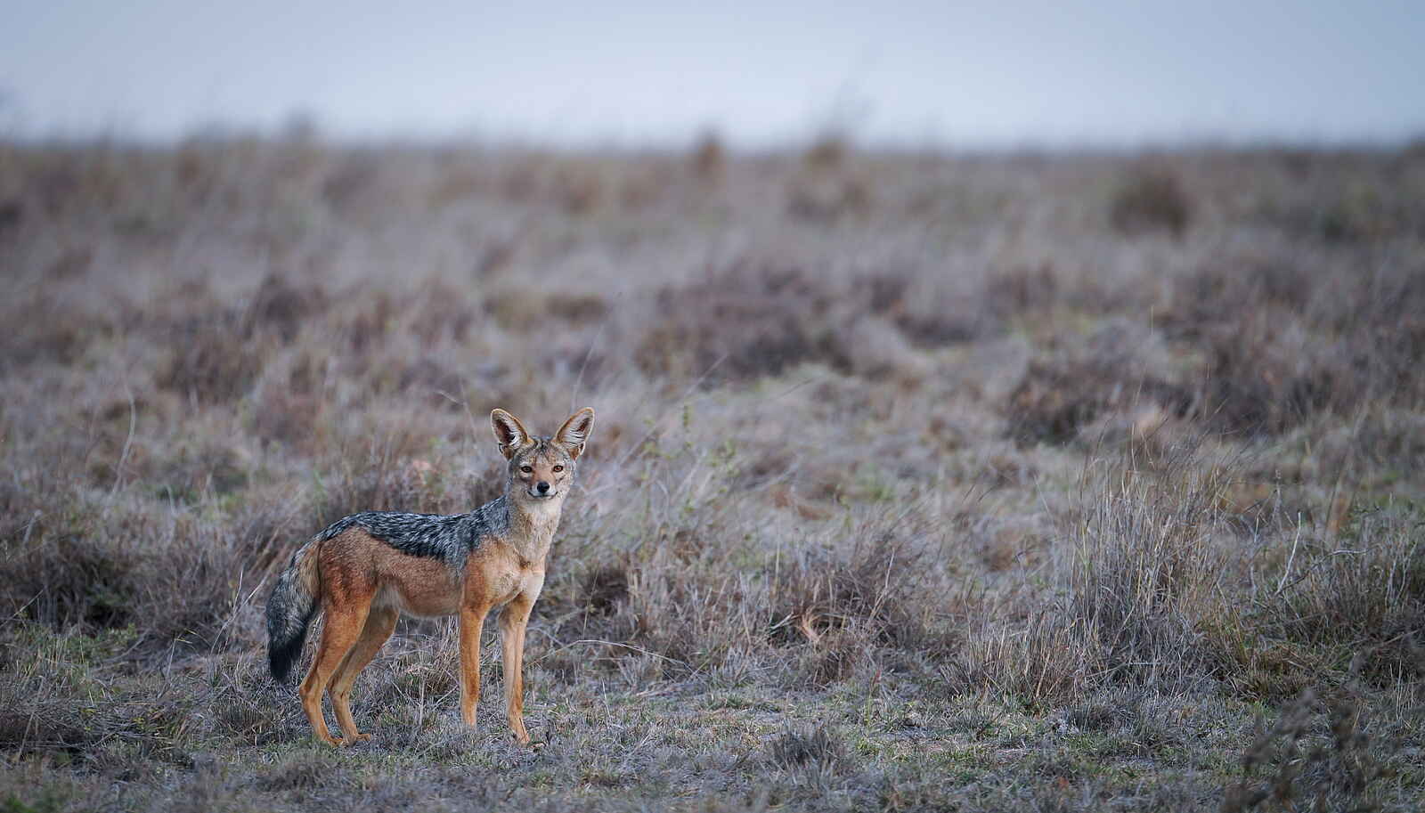 andBeyond Suyian Lodge: Schabrackenschakal andBeyond Suyian Lodge: Schabrackenschakal