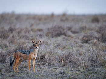andBeyond Suyian Lodge: Schabrackenschakal andBeyond Suyian Lodge: Schabrackenschakal