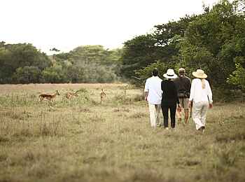 &Beyond Phinda Forest Lodge: Begegnung mit Antilopen