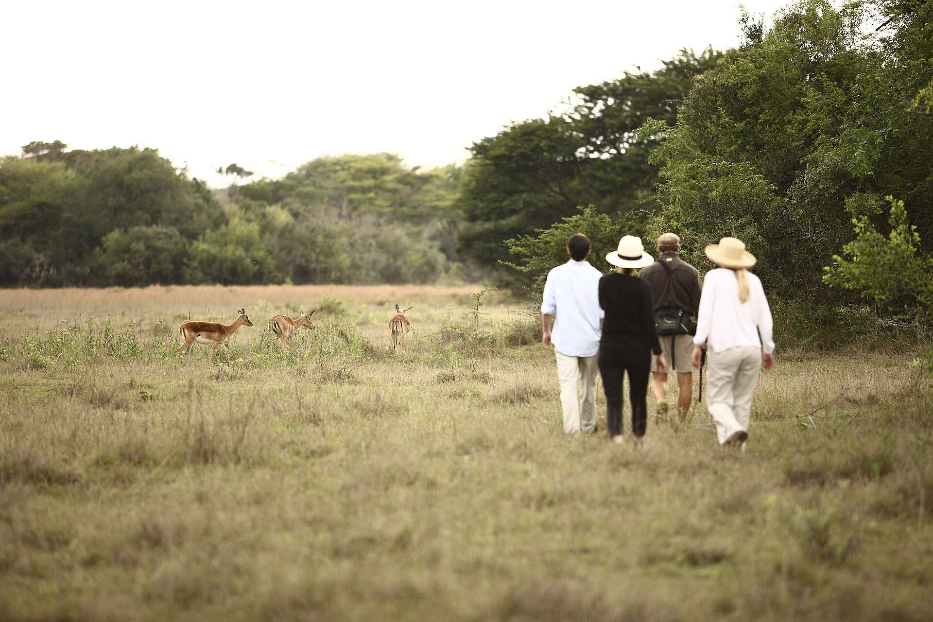 &Beyond Phinda Forest Lodge: Begegnung mit Antilopen &Beyond Phinda Forest Lodge: Begegnung mit Antilopen
