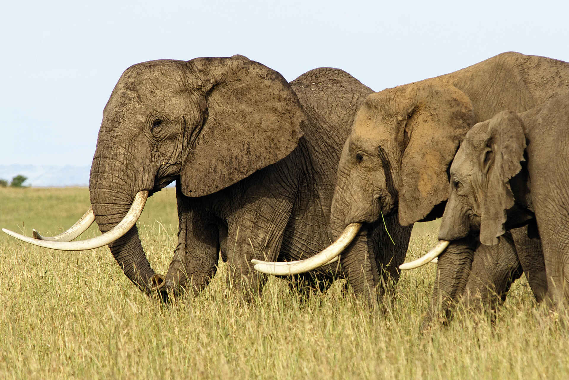 Basecamp Mara Houses: Eine Elefantenherde