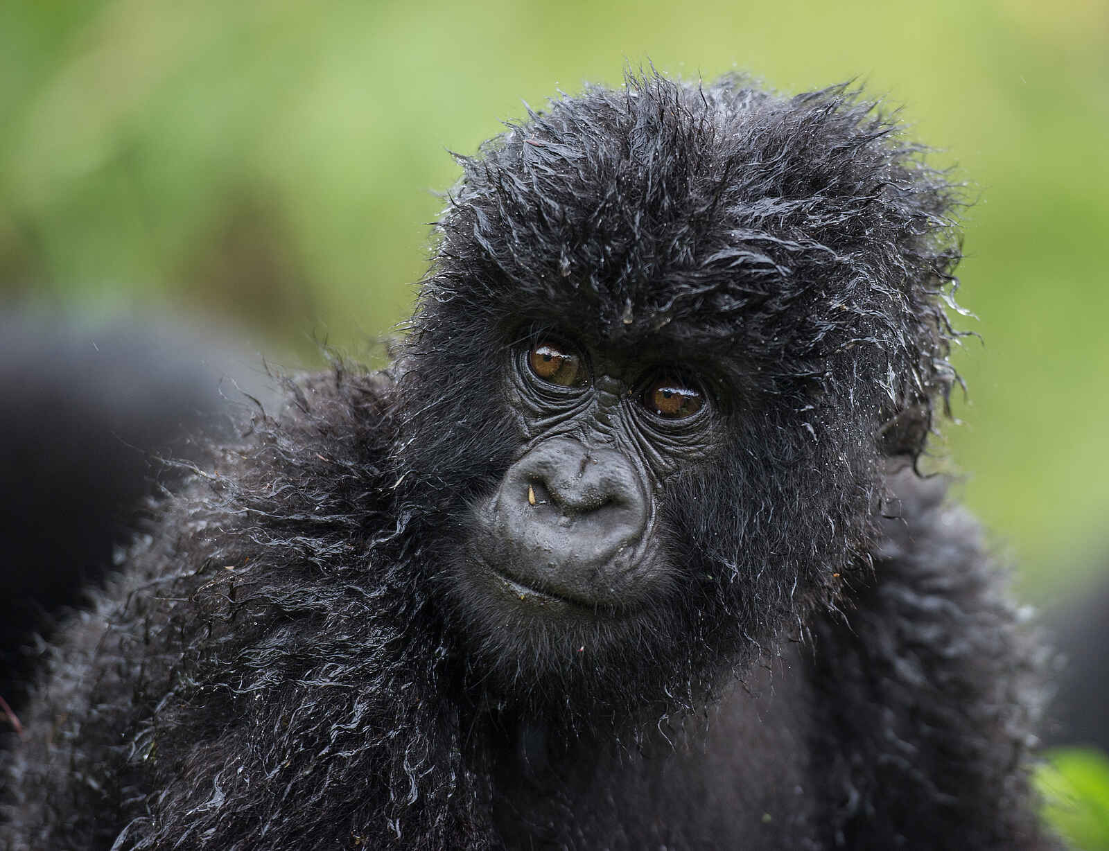 Bisate Lodge: Gorilla-Kind Bisate Lodge: Gorilla-Kind