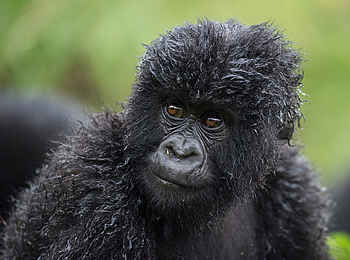 Bisate Lodge: Gorilla-Kind Bisate Lodge: Gorilla-Kind