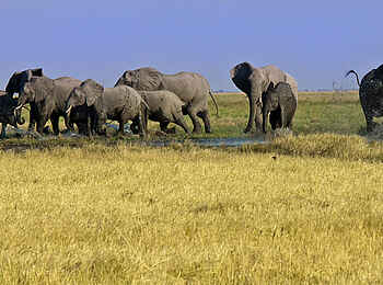 Camp Savuti: Elefanten in der Savute Marsh