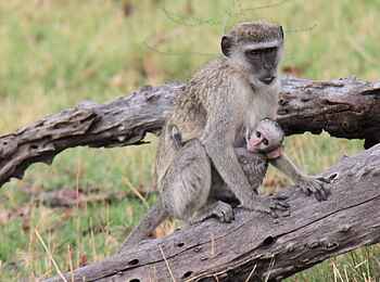 Camp Xakanaxa: Meerkatze