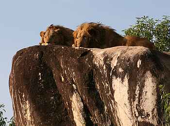 Kidepo National Park: Männliche Löwen auf einer Granitkuppe