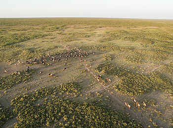 Klein's Camp: Gnu-Migration