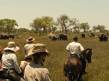 Kujwana Camp: Elefantenherde voraus