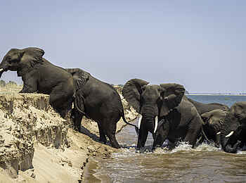 Little Ruckomechi Camp: Elefanten gehen an Land