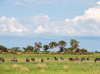 Little Tubu: Gnus Little Tubu: Gnus