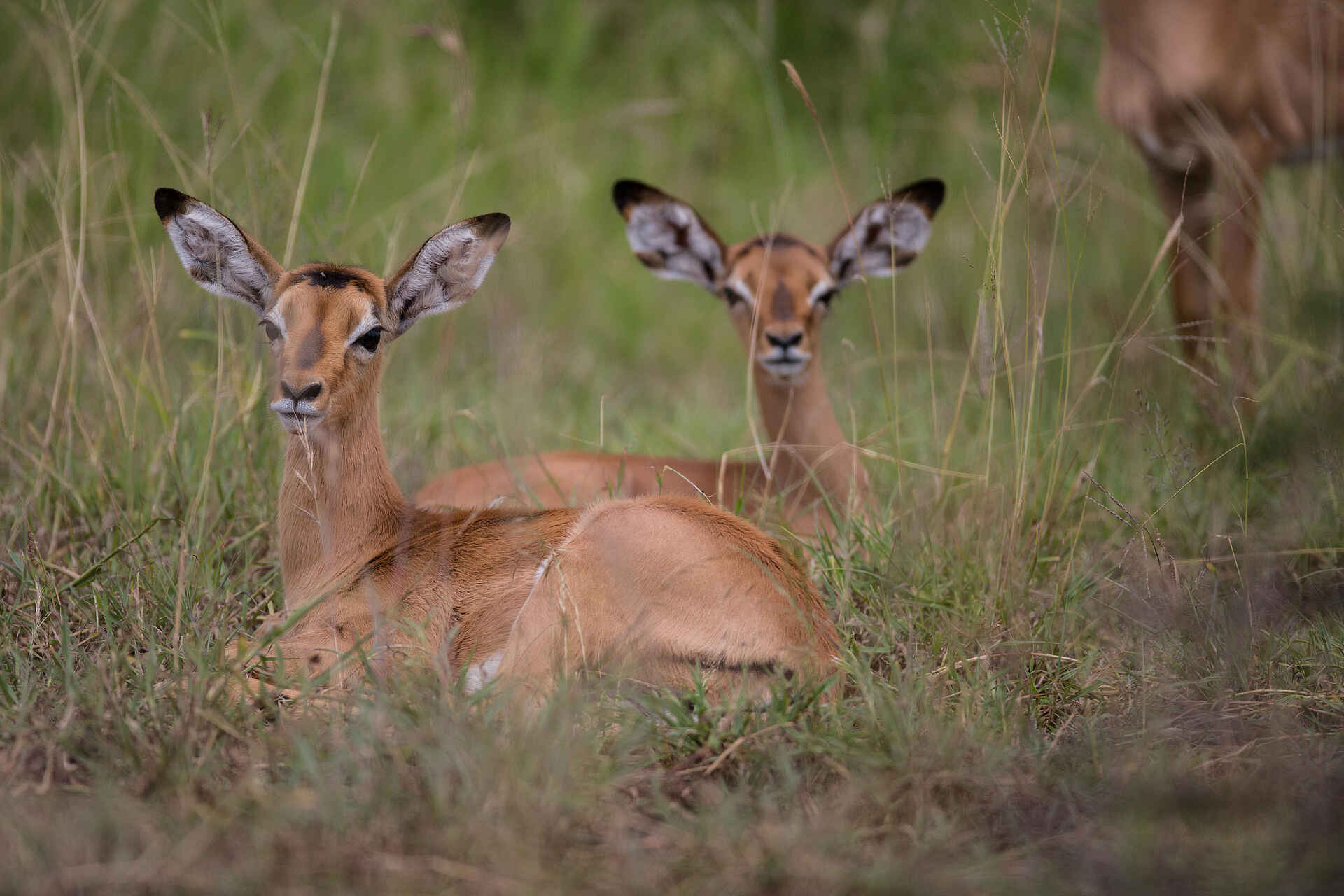 Loisaba Star Beds: Impalas im Gras