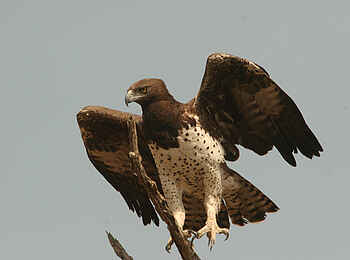 Machaba Camp: Adler