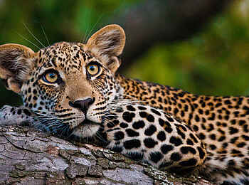 Motswari Game Lodge: Wache Großkatze