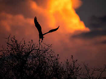 Roho ya Selous Camp: Fischadler Roho ya Selous Camp: Fischadler