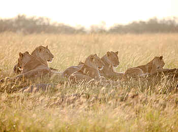 Serian´s Lamai Camp: Löwen