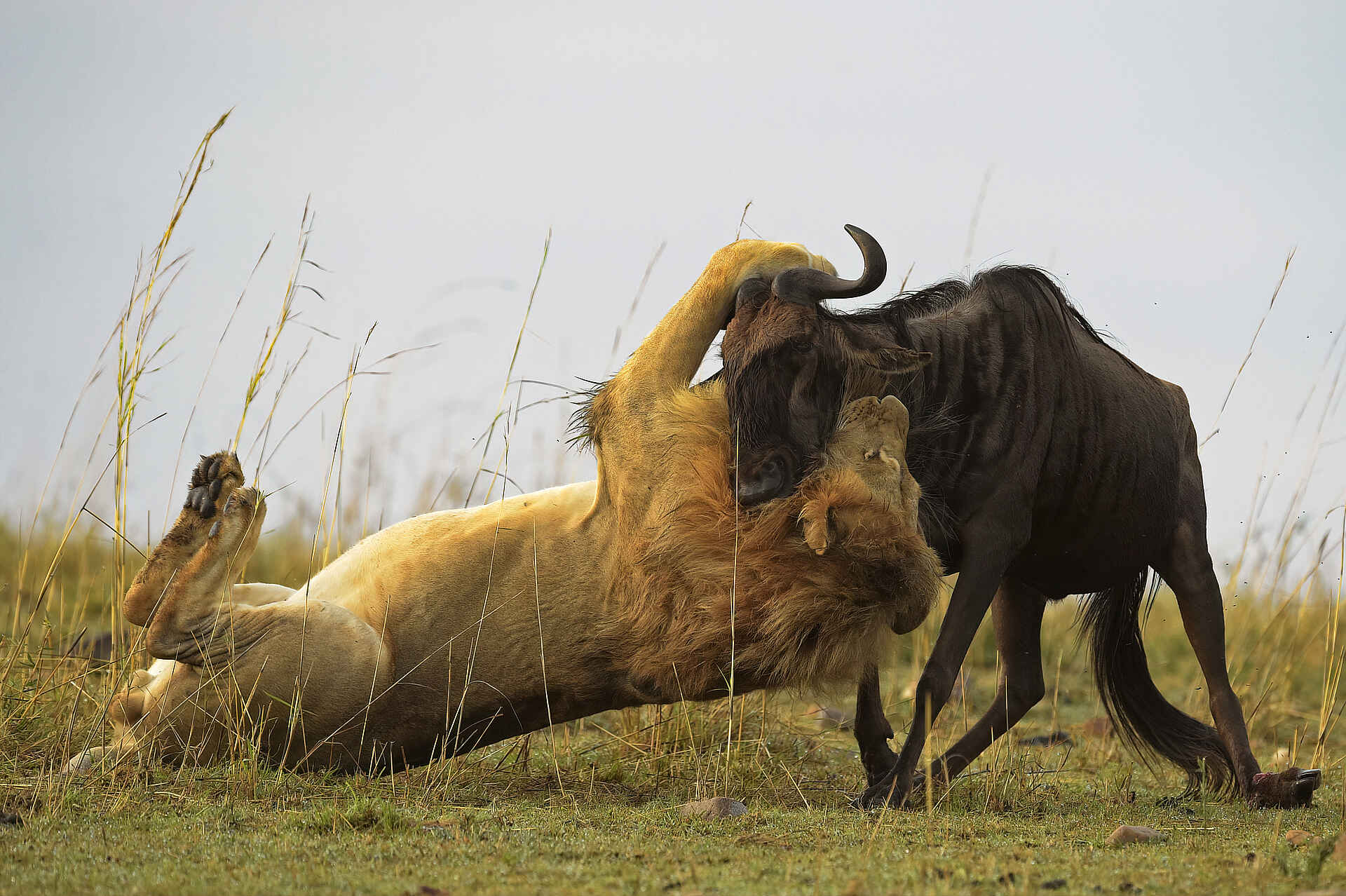 Soroi Mara Bush Camp: Gnu im Kampf mit einem Löwen
