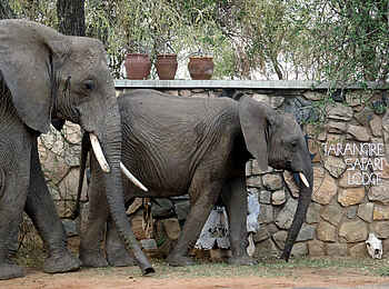 Tarangire Safari Lodge: Elefanten am Lodge-Eingang Tarangire Safari Lodge: Elefanten am Lodge-Eingang