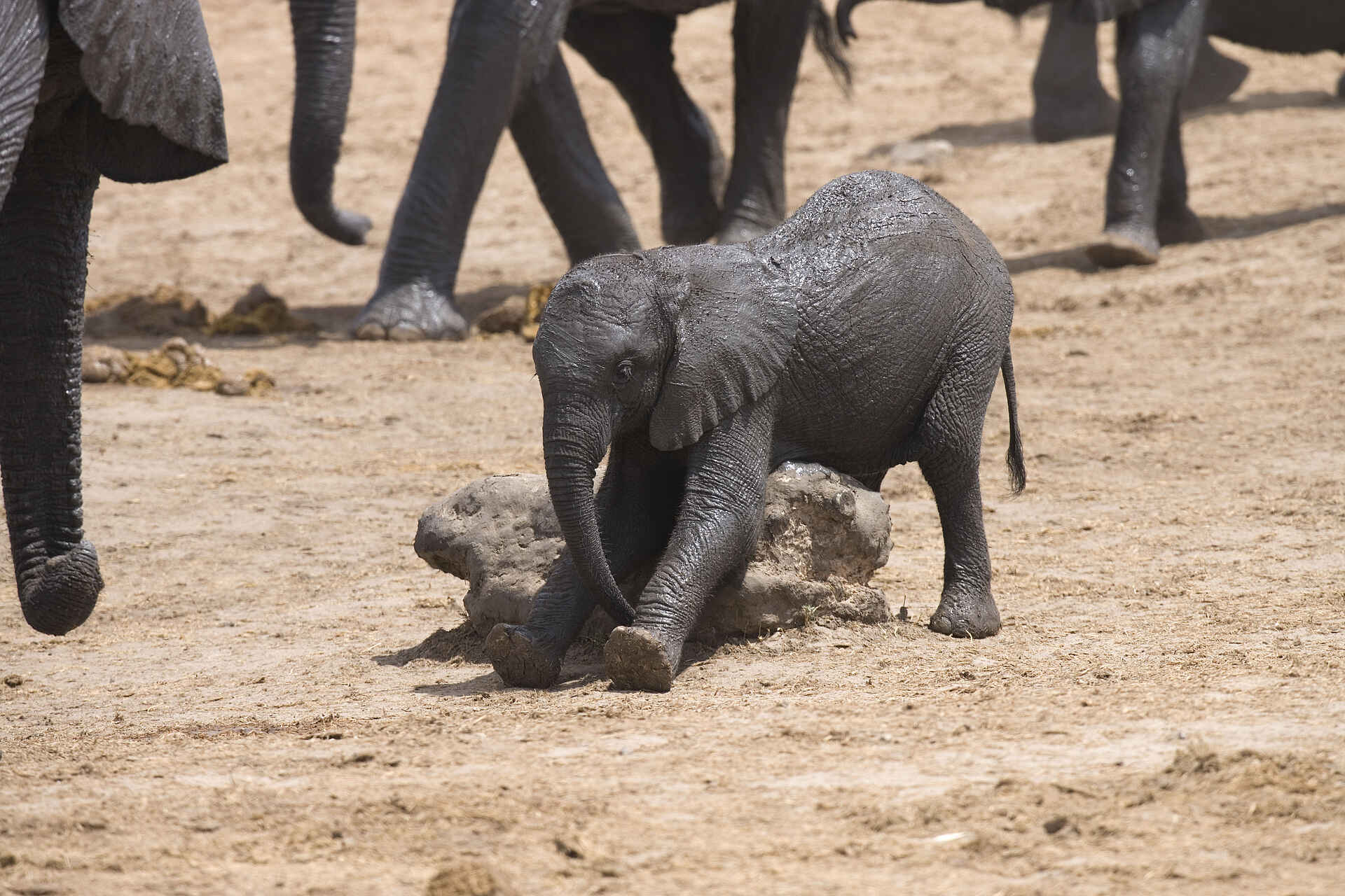 The Hide: Elefantenkindergarten