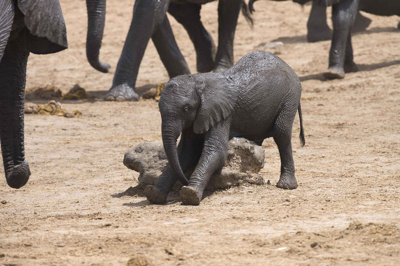 The Hide: Elefantenkindergarten The Hide: Elefantenkindergarten