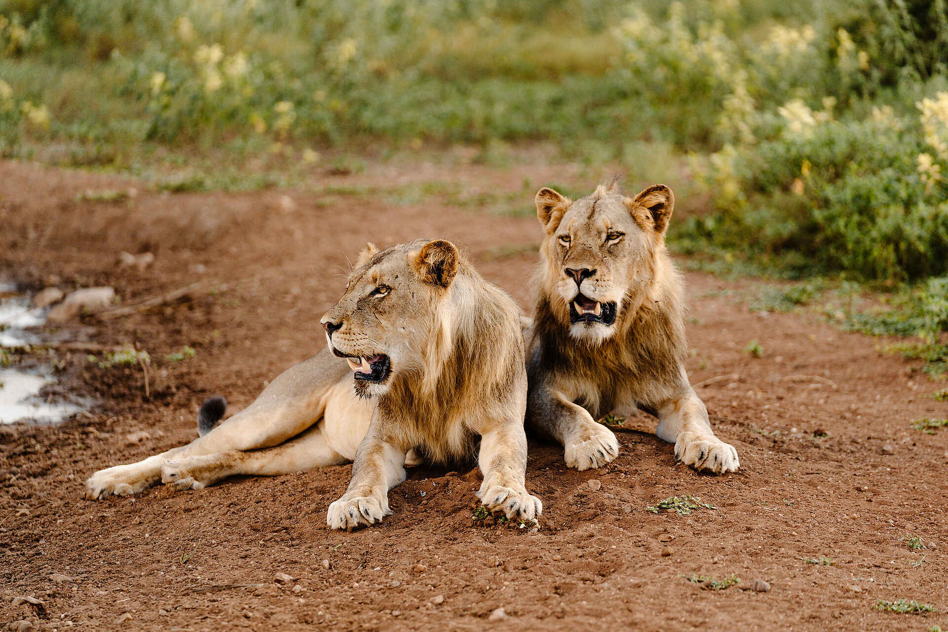 The Last Word Kitara Lodge: Zwei Löwen