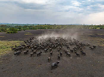 The River Station Lodge: Eine Büffelherde The River Station Lodge: Eine Büffelherde