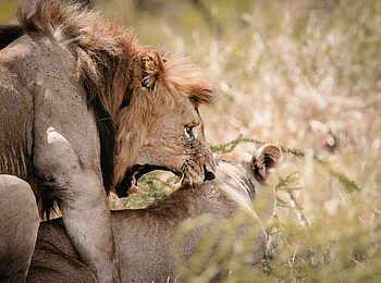 Wilderness Magashi Peninsula: Löwen bei der Paarung